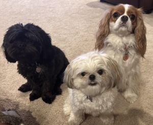 Three dogs